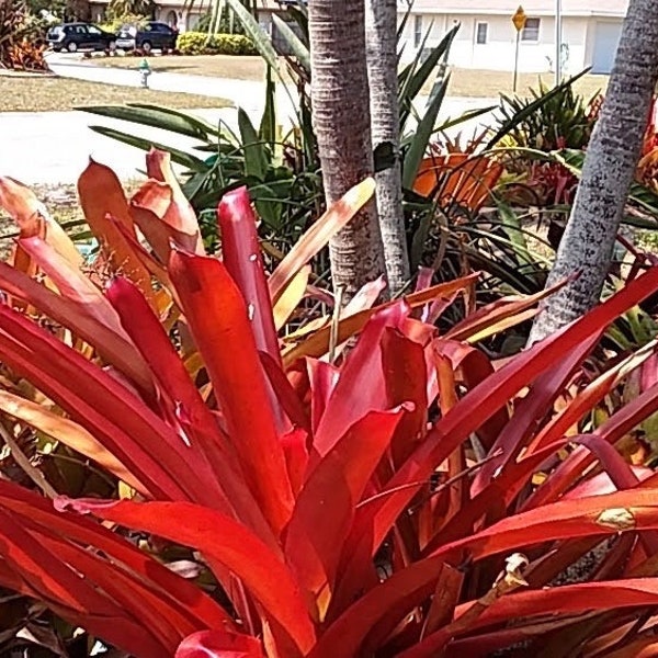 Blanchetiana Pups Red raspberry bromeliads pups