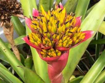 Canistrum Aurantiacum small Pup — Brazil Endemic, Long Lasting Red & Yellow Bloom, Half Shade Bromeliad, one small pup only