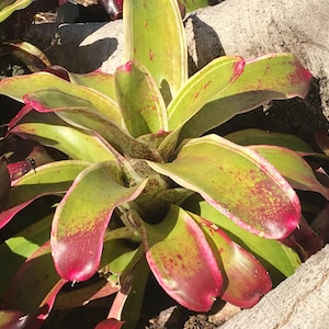 Bromeliad Neoregelia X CorreiaAraujoi Albomarginated small pup
