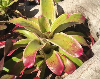 Neoregelia X Correia Araujoi — Rare Giant Albomarginated, awesome pups, Brazil Native