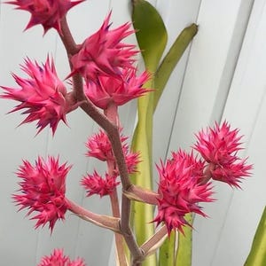 Bromeliad Hohenbergia Stellata collectors item small pup