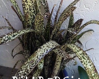 Billbergia ‘Casa Blanca’ Pup — Speckled Hybrid Bromeliad, Cold Hardy, Ships Bare Root