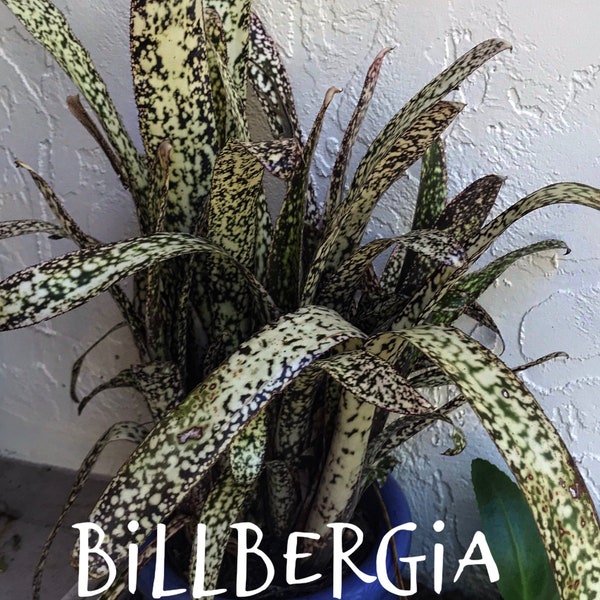 Bromeliad Billbergia Casa Blanca pup