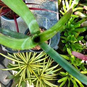 Bromeliad Billbergia VITTATA pup image 9