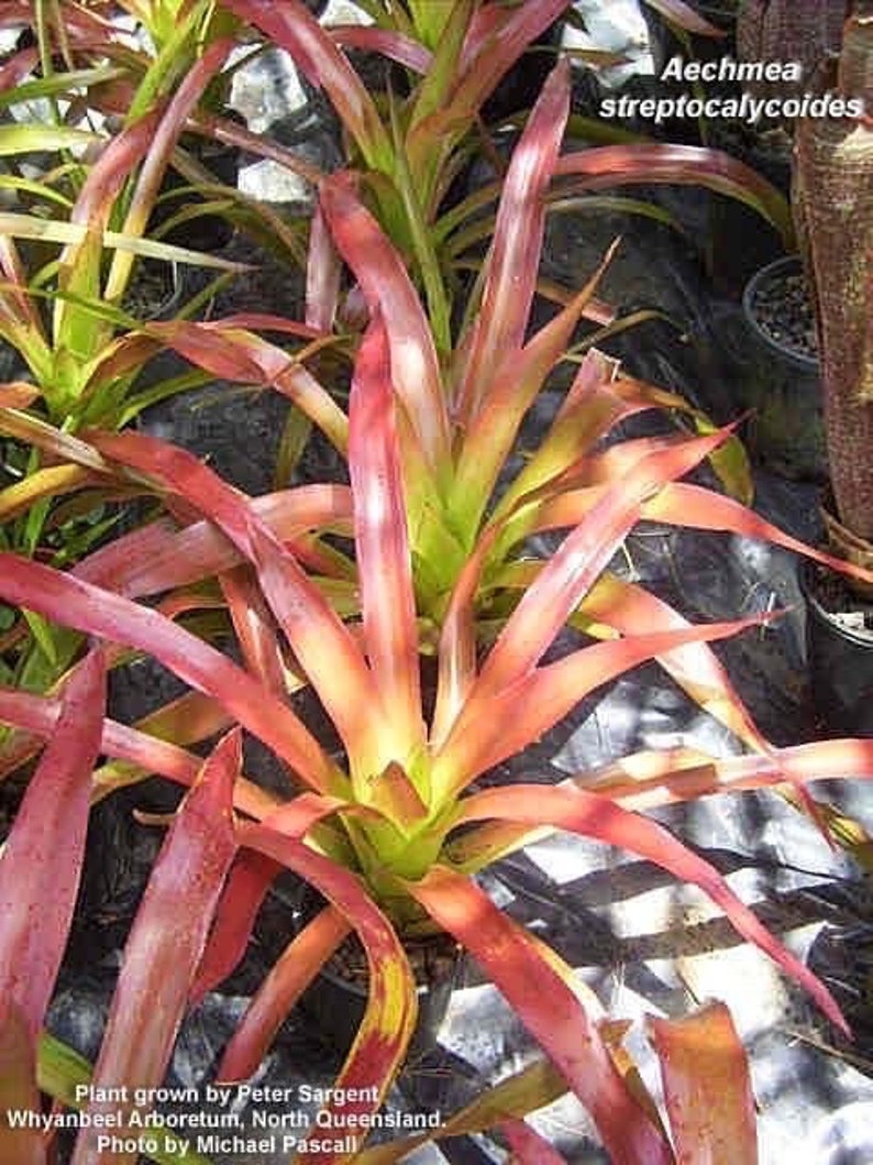 Bromeliad rare Aechmea Streptocalycoides image 2