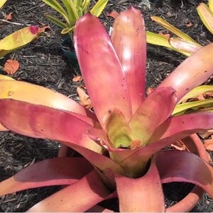 Bromeliad Aechmea Cephaloides small pup image 4