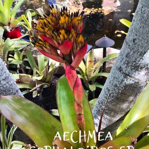 Bromeliad Aechmea Cephaloides small pup image 5