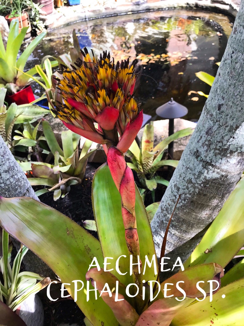 Bromeliad Aechmea Cephaloides small pup image 5