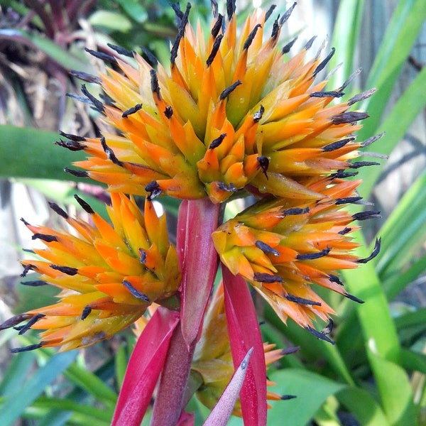 Bromeliads Aechmea aquilega variegated