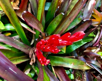 Bromeliad XPortmea ‘Pink Paradise’