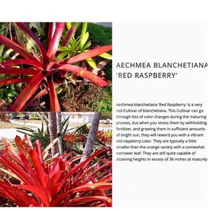 May include: Aechmea blanchetiana 'Red Raspberry' plant with vibrant red, elongated, pointed leaves arranged in a rosette pattern. The image includes text identifying the plant and describing its growth, color changes, and maturity height of 36 inches.