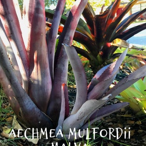 Bromeliad Muldfordii Malva