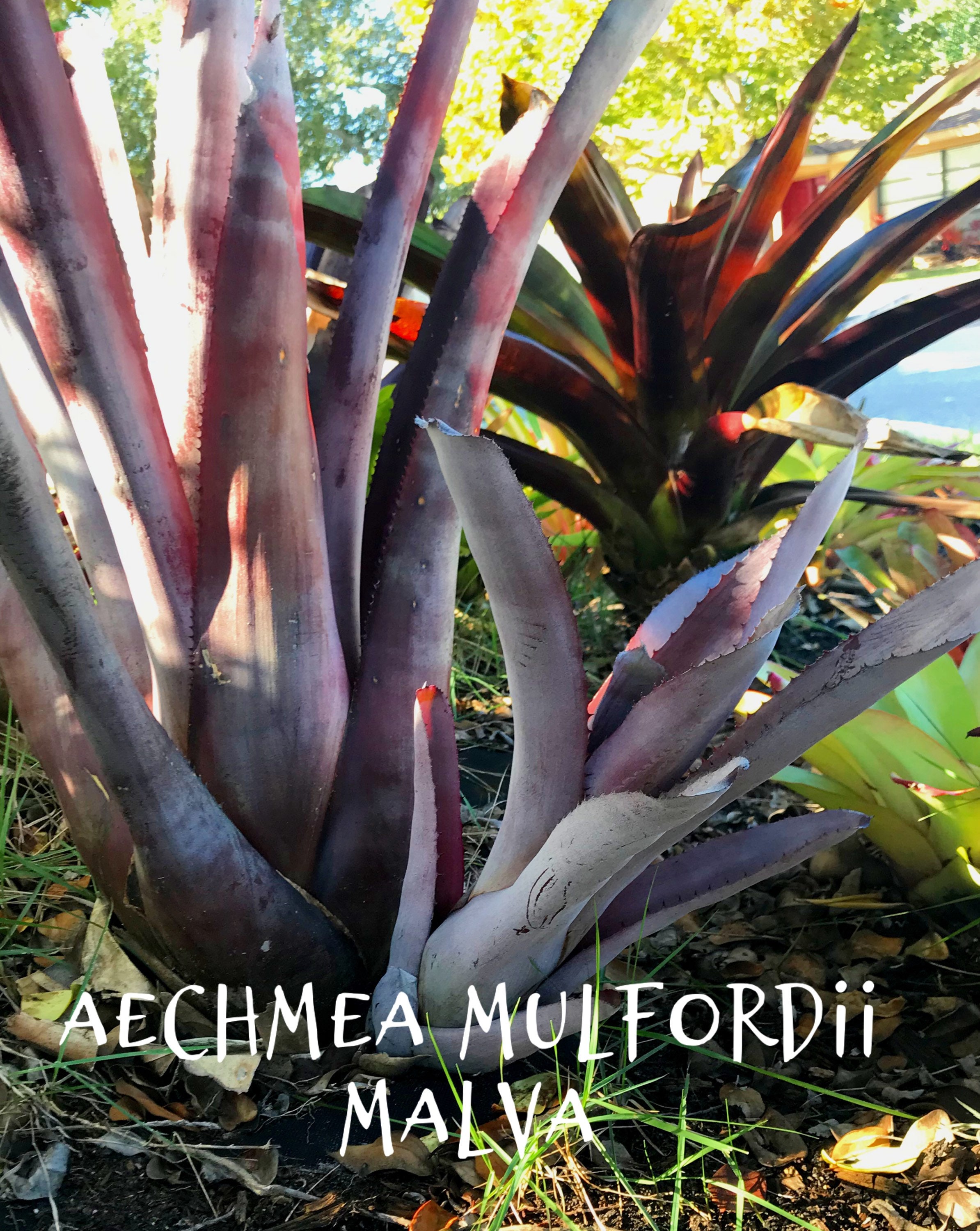 Bromeliad Aechmea Muldfordii Malva (giant Purple Bromeliad