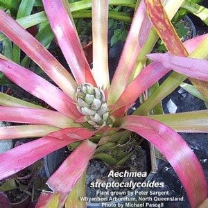 Bromeliad rare Aechmea Streptocalycoides image 6