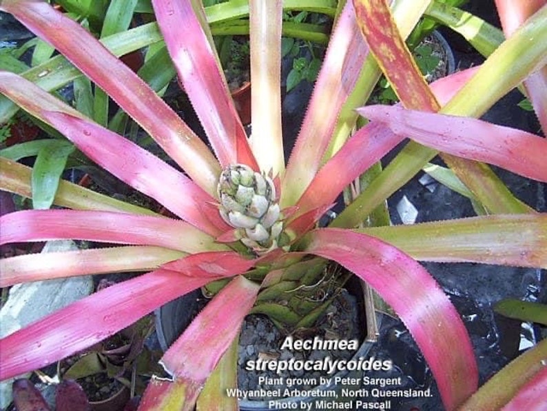 Bromeliad rare Aechmea Streptocalycoides image 6