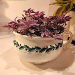 Puede incluir: Una maceta de cerámica blanca con un diseño de hojas de roble verde y dorado, llena de follaje rayado morado y verde.