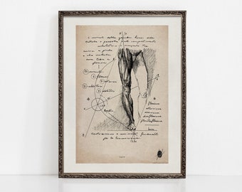 Crus | The Muscles Of the Leg | Muscular System Art | Human Anatomy Art Prints | Anatomy Wall Art | Original Art | ART PRINTS