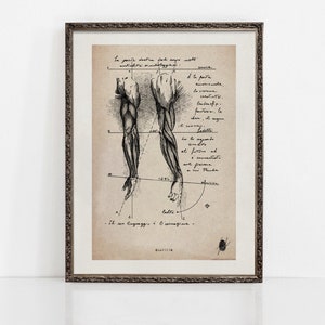 Brachium | Anatomical Arm Muscles | Muscular System Art | Human Anatomy Art Prints | Anatomy Wall Art | Original Art | ART PRINTS
