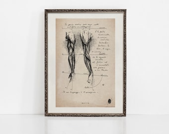Brachium | Anatomical Arm Muscles | Muscular System Art | Human Anatomy Art Prints | Anatomy Wall Art | Original Art | ART PRINTS