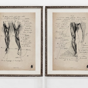 Anatomy Prints Set | Muscular System Art | Human Anatomy Art Prints | Anatomy Wall Art | Original Art | ART PRINTS | Anatomy III