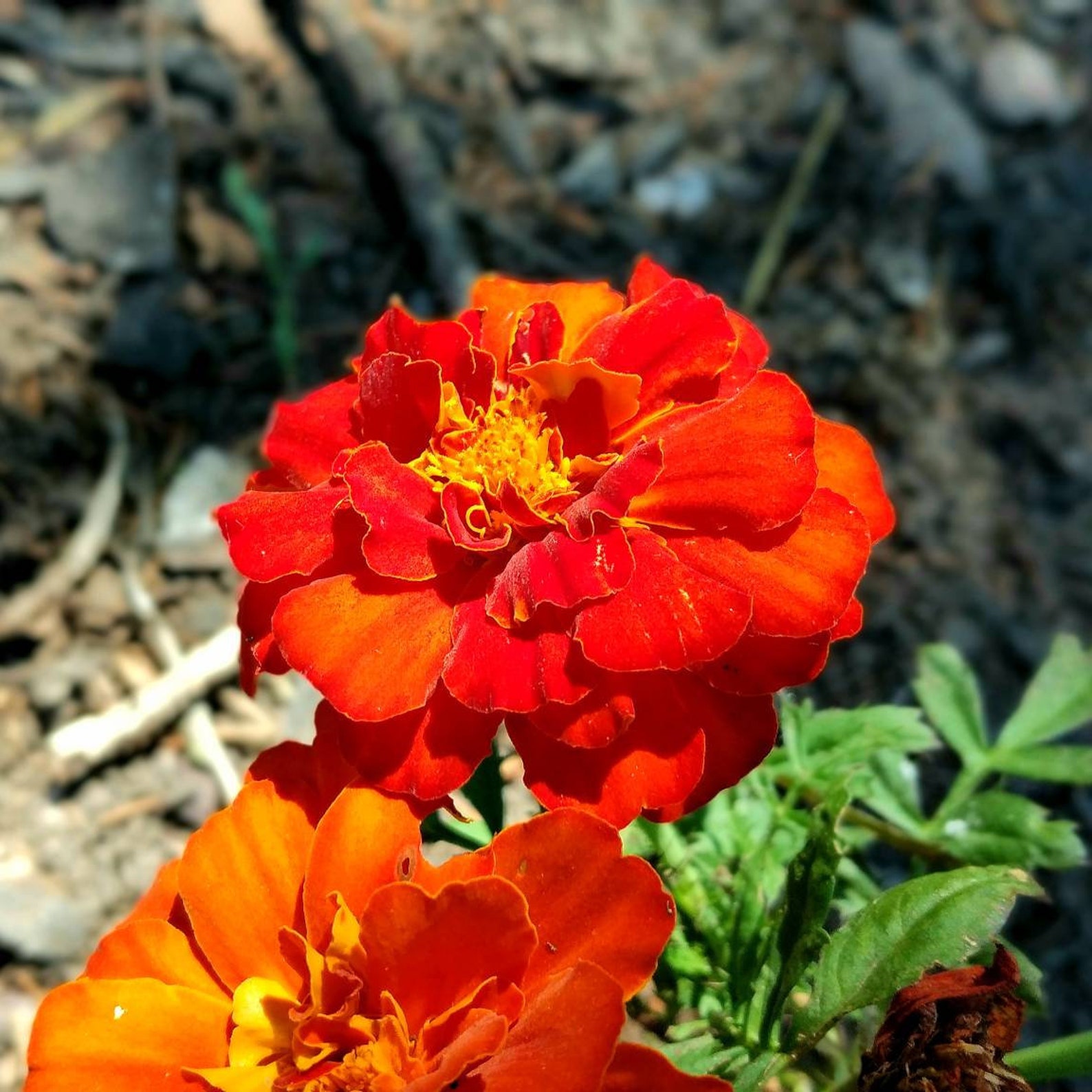 50 Marigold French Champion Harmony Maroon and Yellow / Etsy