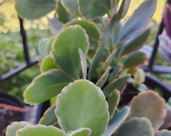 Kalanchoe fedtschenkoi cuttings