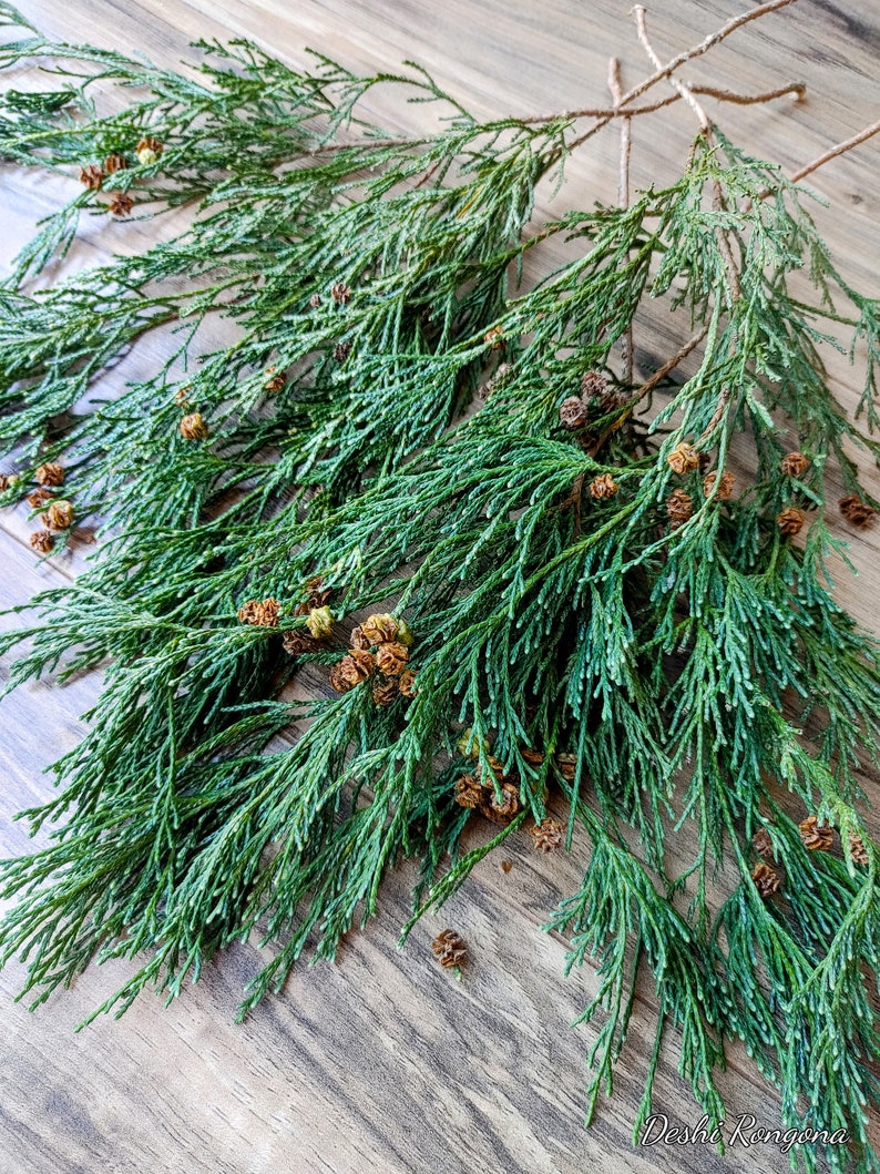 Fresh Cut P.O. Cedar Port Orford Cedar White Cedar Etsy