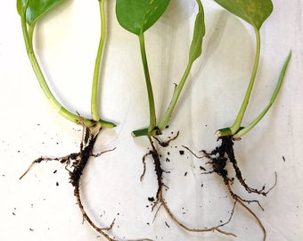 Golden Pothos Soil Rooted Cuttings, Variegated, Easy Care House plants