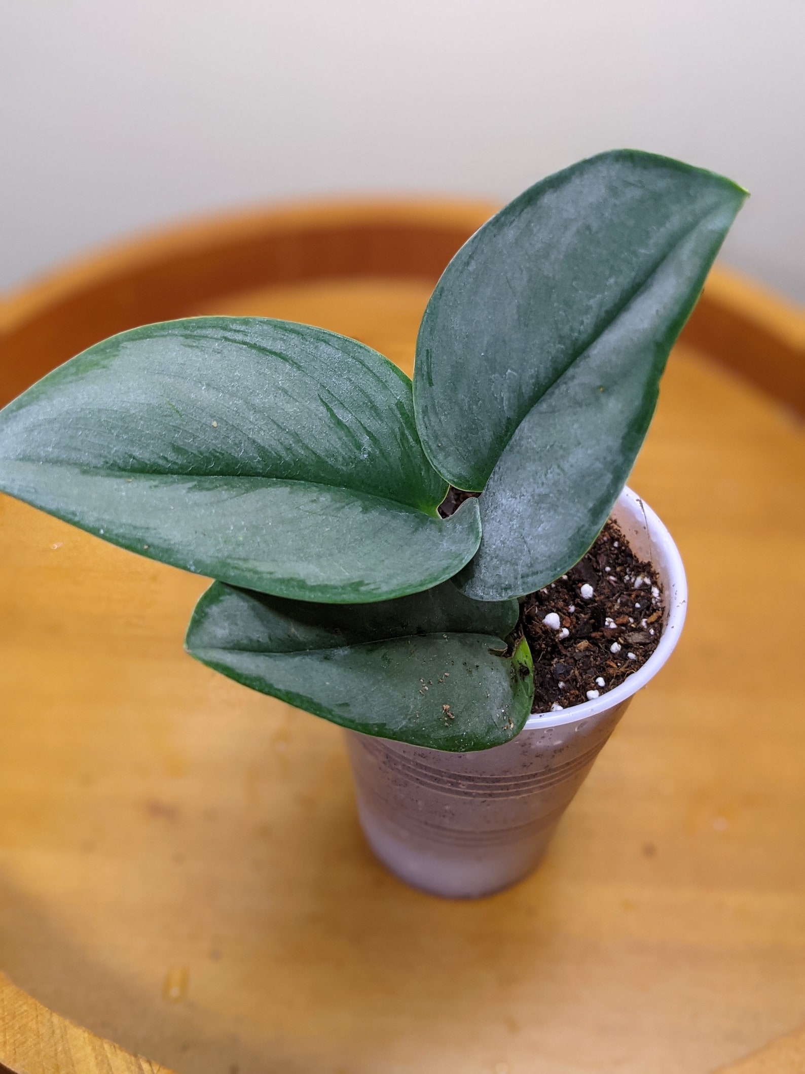 scindapsus moonlight scindapsus moonlight