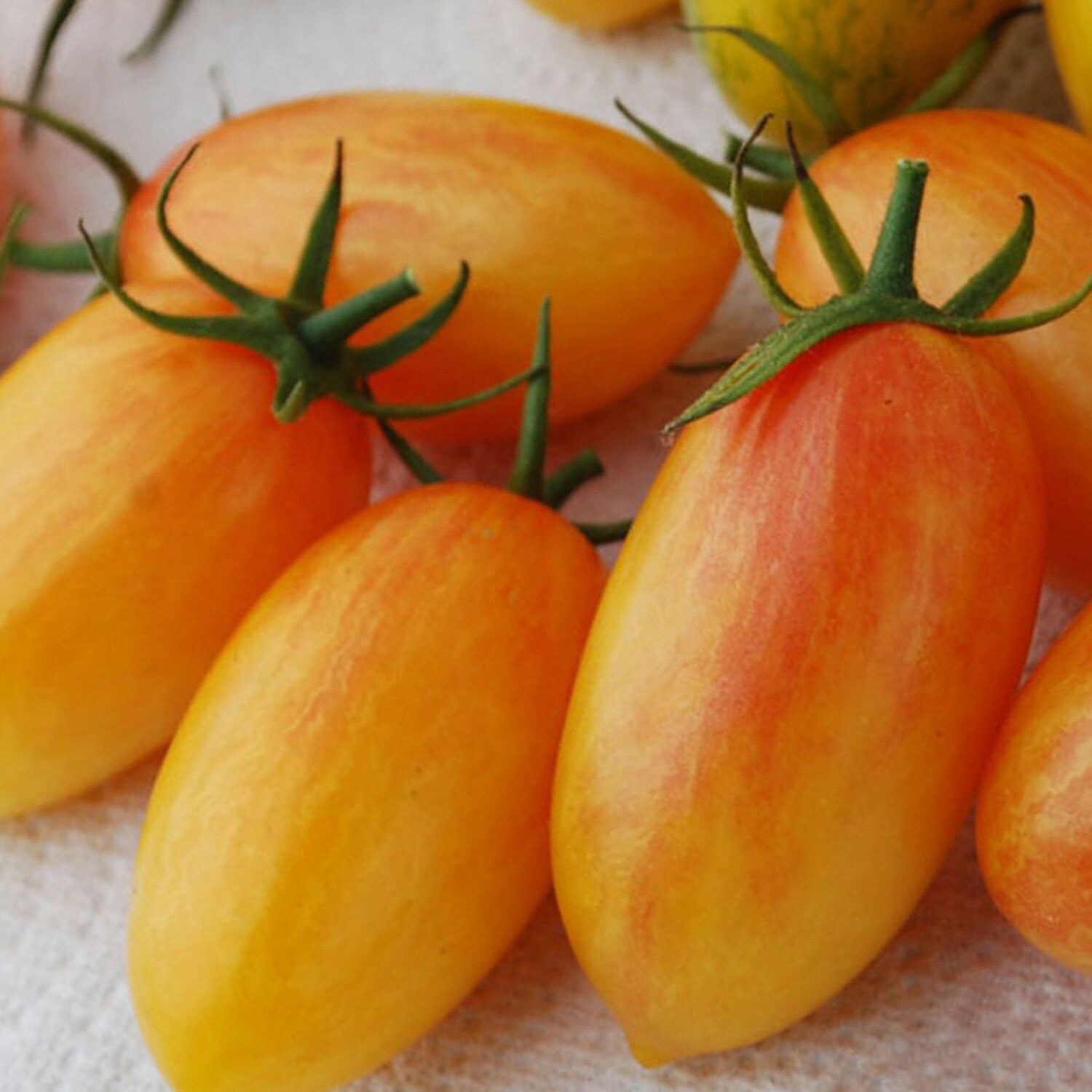 Blush Tomato Seeds Etsy