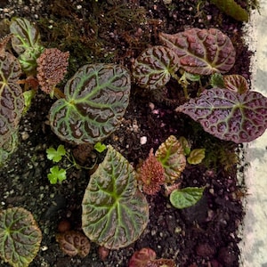Begonia Baik x Dracopelta aka ‘ruby dragon’