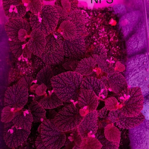 May include: A potted plant with textured, dark, heart-shaped leaves featuring small, light-colored spots, illuminated by a bright pink grow light. A white plant marker is visible with the black text Mother Plant NFS printed on it.