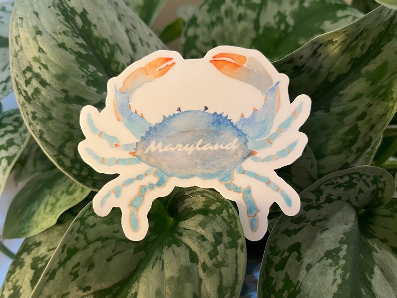 CRABE BLEU DU MARYLAND : autocollant en vinyle. Art. Vieille baie. Cadeau Maryland. Souvenir du Maryland. image 3