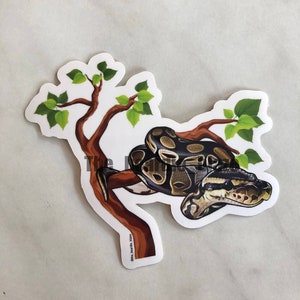 Könnte beinhalten: Ein Aufkleber mit einer braunen und schwarzen Schlange, die sich um einen Ast mit grünen Blättern windet. Die Schlange befindet sich auf einem weißen Hintergrund mit dem Text "The Reptile Room" unten.