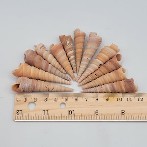 Turritella Fossil Seashell lot