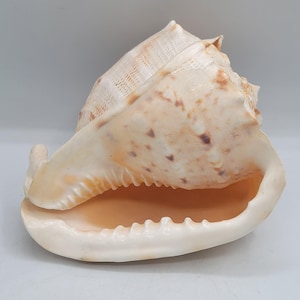 May include: A large, spiraled conch shell featuring a smooth, cream-colored interior and a textured exterior with mottled brown and tan spots. The shell has a wide, open aperture with distinct, tooth-like ridges along the inner edge and a pointed apex.