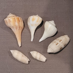 Vintage Seashell for Craft Home Decor