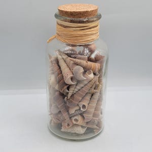 May include: A clear glass jar filled with numerous spiral-shaped seashells in shades of tan, brown, and cream. The jar is sealed with a light brown cork stopper and features a decorative wrap of natural raffia fibre tied around the neck.