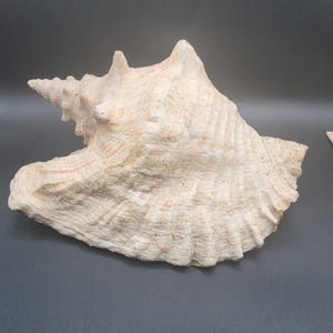 May include: A large, cream-colored conch shell with a spiral apex and textured surface. The shell has a wide opening and a ridged exterior, showcasing natural patterns and hues. Ideal for coastal decor or as a unique display piece.