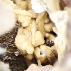 May include: Close-up of a mineral formation with a cluster of light beige, crystalline structures. The crystals have a slightly rounded shape and are surrounded by darker, fibrous material. The overall texture is rough and detailed.