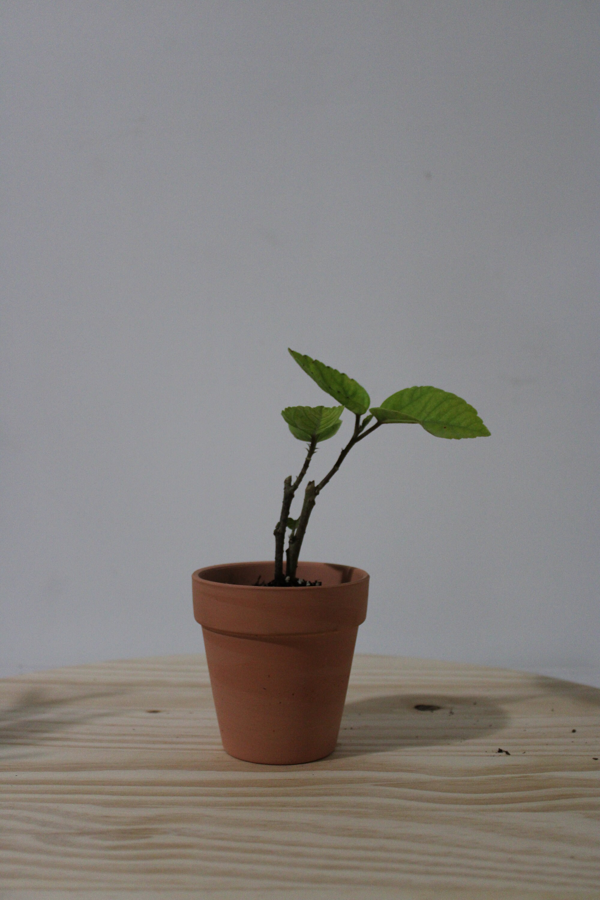 Hibiscus Starter Plant (Red Flower)