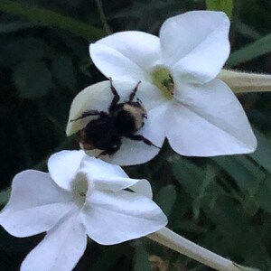 Jasmine Scented Flowering Tobacco 'Starlight Dancer' Nicotiana alata Seeds Cut Flowers Bouquet HUMMINGBIRDS love it image 8