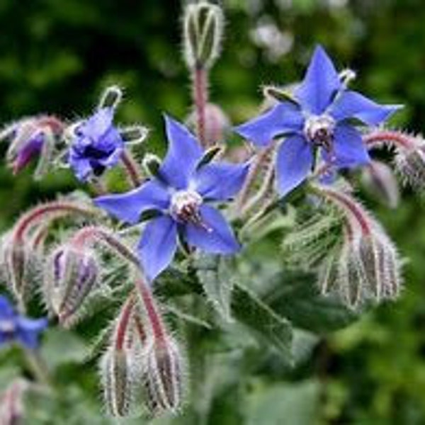 Blue Borage Starflower Seeds Herb Edible Leaves & Flowers Borage Seeds Herb, Bee Bread, Blue Borage Dizzy Bees Urban Garden