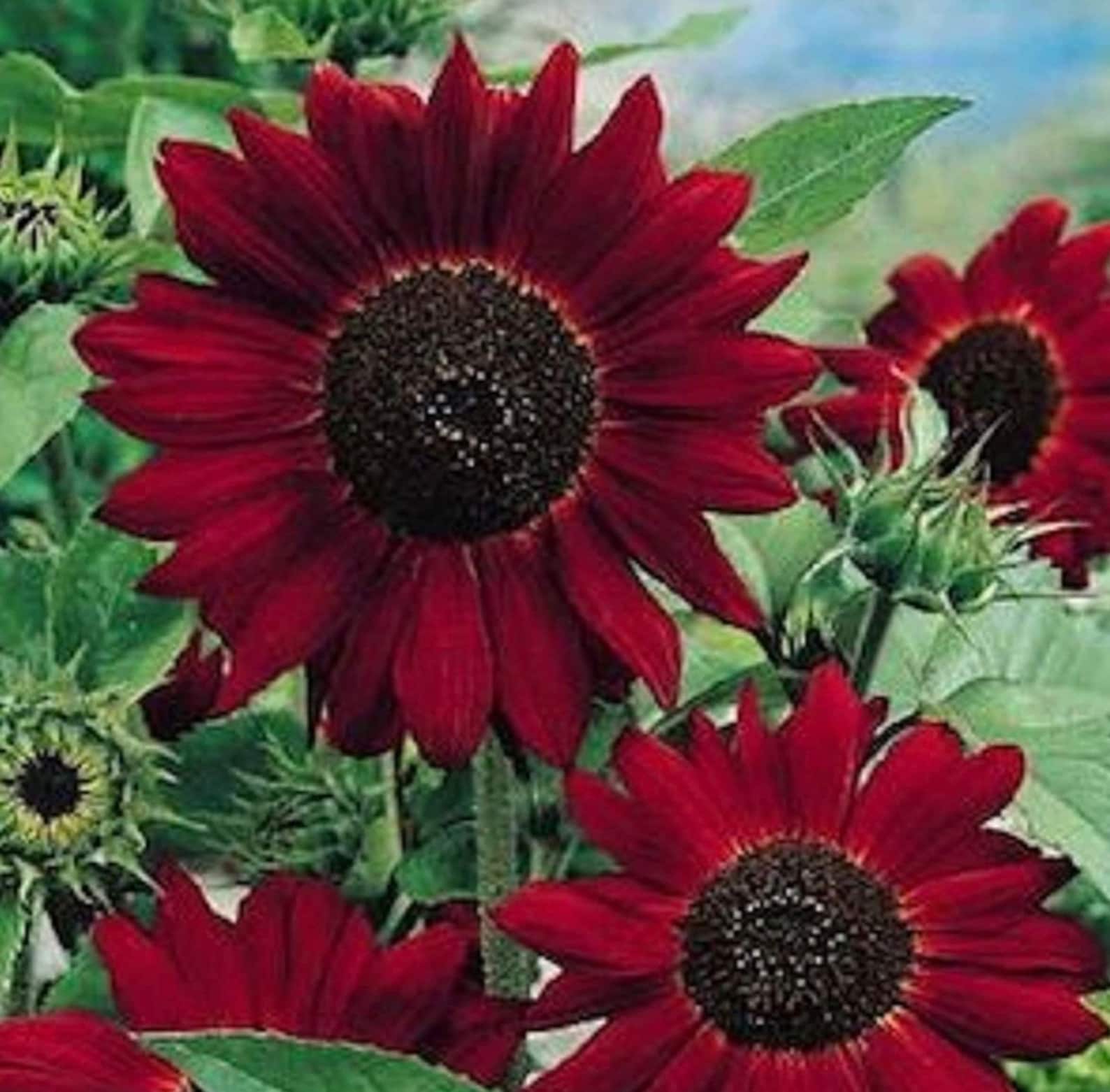 RED Velvet Queen SUNFLOWER SEEDS attracts Butterflies Bees Etsy