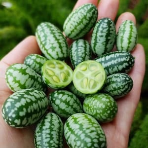 CUCAMELON mouse melon SEEDS  Dizzy Bees Urban Garden ** combined shipping**