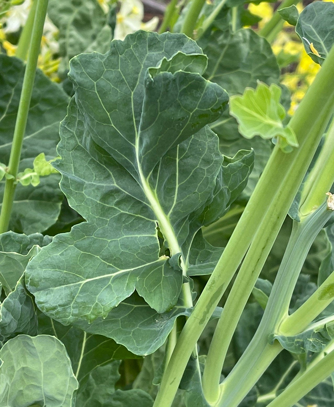 Rare Perennial Walking Stick Kale/cabbage SEEDS Rare Seeds Etsy Canada
