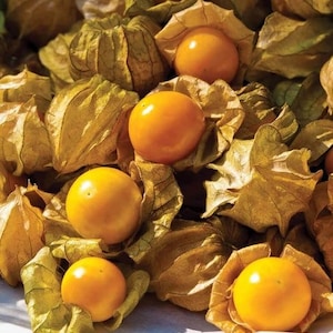 Aunt Molly Ground Cherry SEEDS Physalis pruinosa Tomatillo Urban Food forest/garden image 1