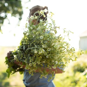 Jasmine Scented Flowering Tobacco 'Starlight Dancer' Nicotiana alata Seeds Cut Flowers Bouquet HUMMINGBIRDS love it image 1