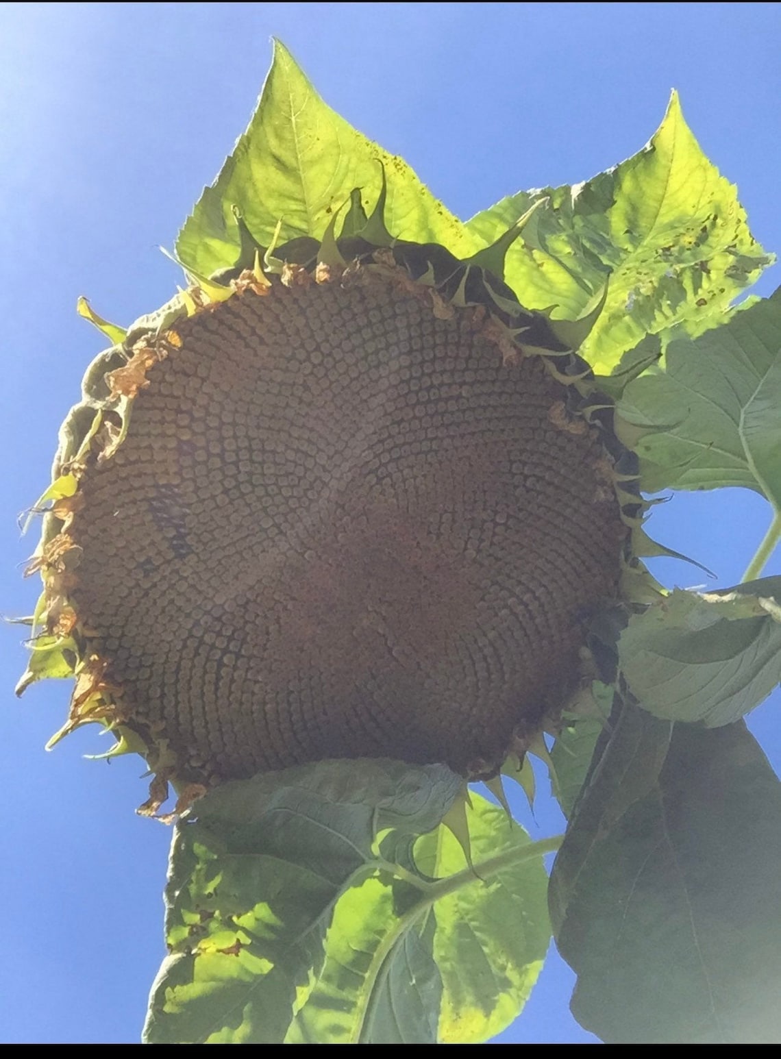 Russian Mammoth GIANT SUNFLOWER SEEDS attracts Butterflies Etsy