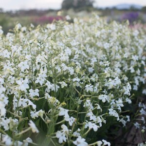 Jasmine Scented Flowering Tobacco 'Starlight Dancer' Nicotiana alata Seeds Cut Flowers Bouquet HUMMINGBIRDS love it image 4